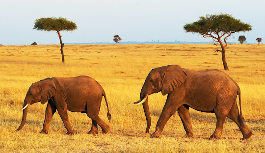 Explore Tanzania With Us